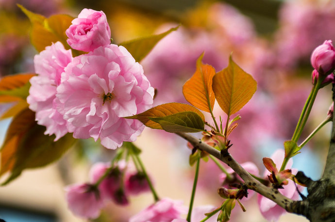 如染美如图似纱似绸丝丝似绫美姿瞻无厌迟来愈得宠花樱争艳芬芳四月